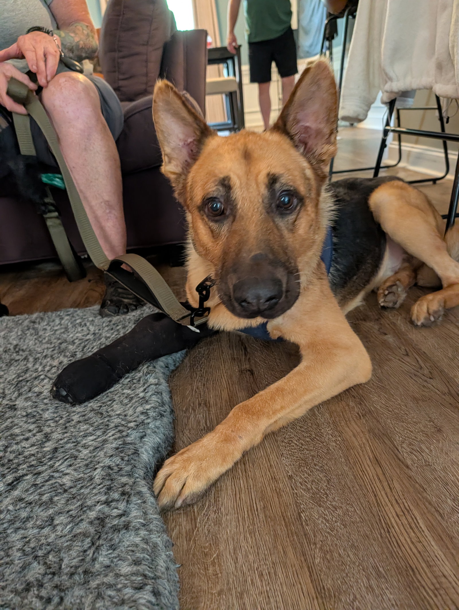 Bucky - COMING SOON!, German Shepherd Dog