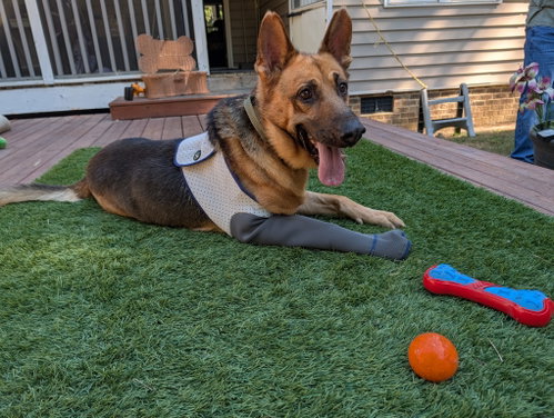 Photo 4 of Bucky - COMING SOON!