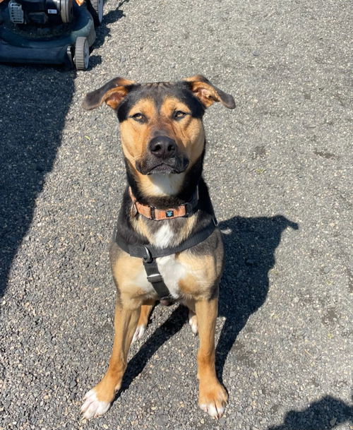 picture of the dog needing adoption