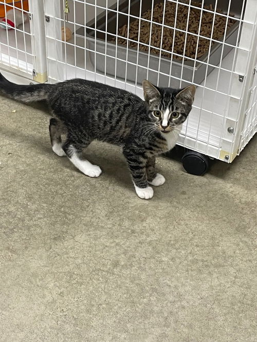 picture of the cat needing adoption