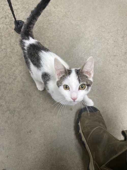 picture of the cat needing adoption