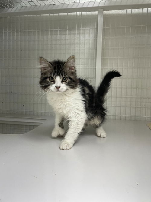 picture of the cat needing adoption