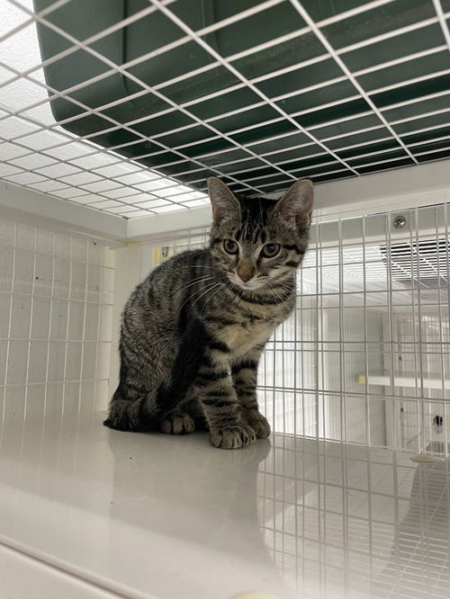picture of the cat needing adoption