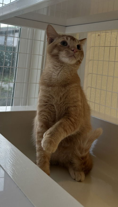 picture of the cat needing adoption