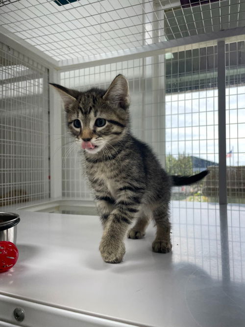 picture of the cat needing adoption