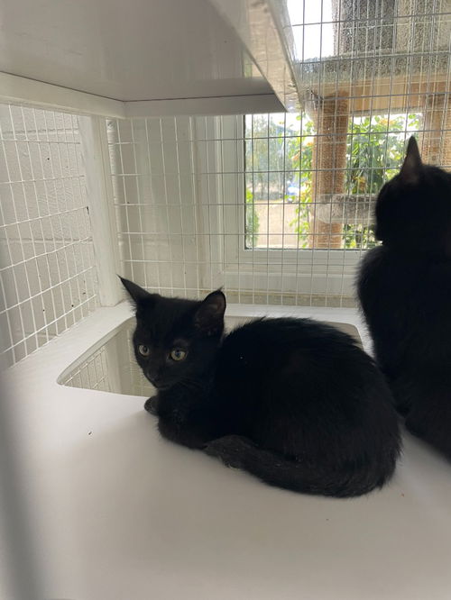 picture of the cat needing adoption