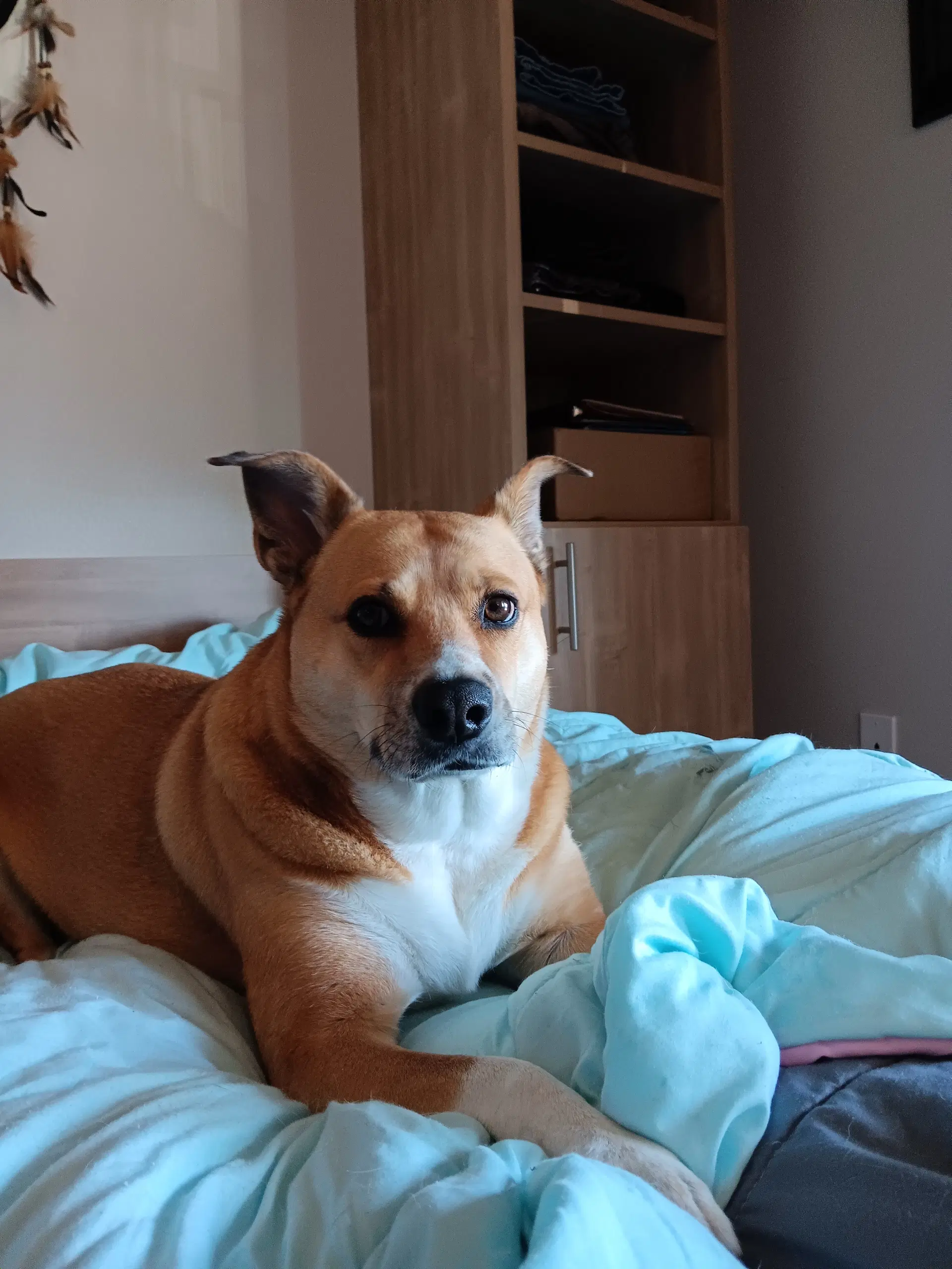 Nova - Shepherd