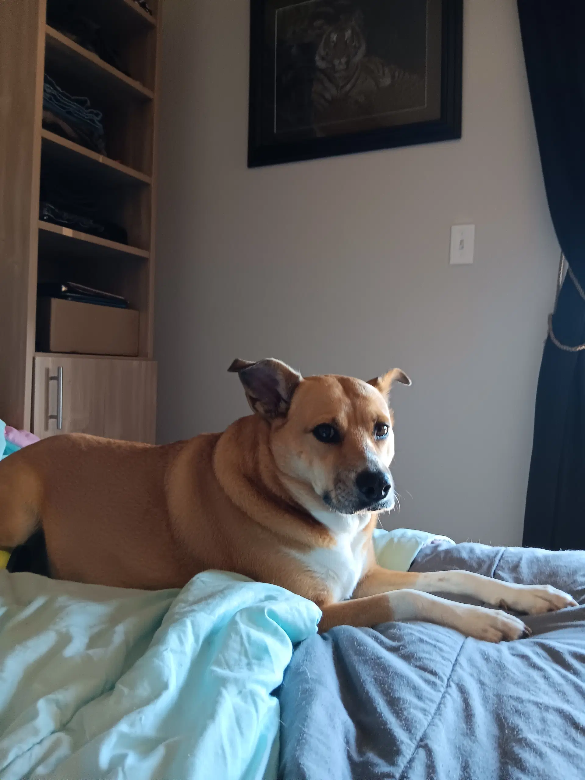 Nova image 2