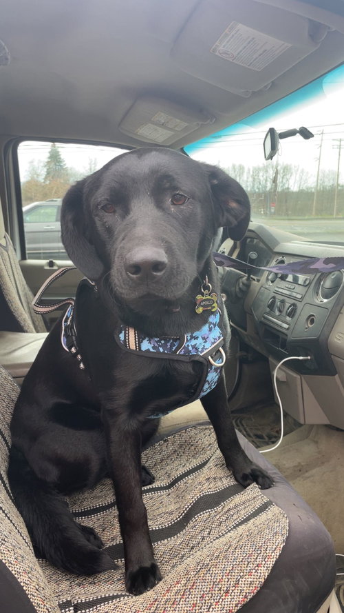 picture of the dog needing adoption