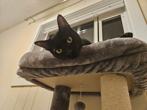 Rosie, Young Domestic Short Hair / Mixed, cat for adoption in Lake Oswego, Oregon