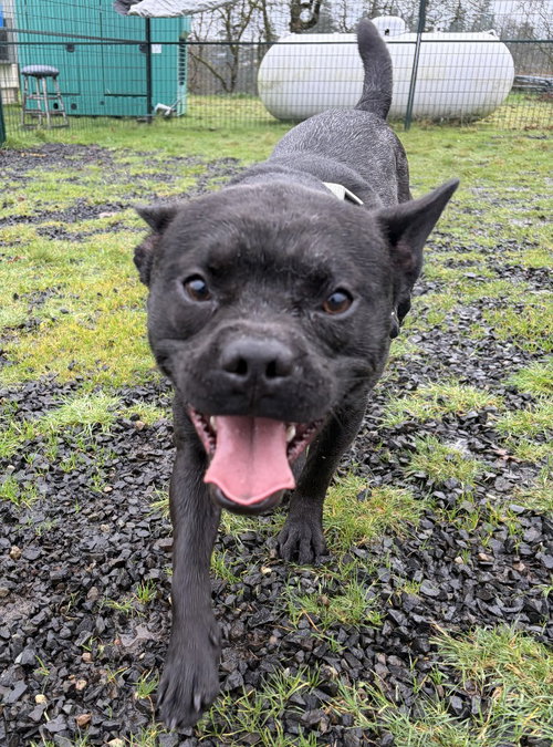 Cannon, an adoptable French Bulldog in St Helens, OR