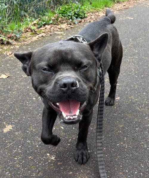 picture of the dog needing adoption