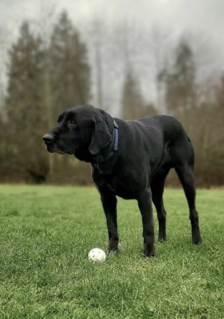 picture of the dog needing adoption