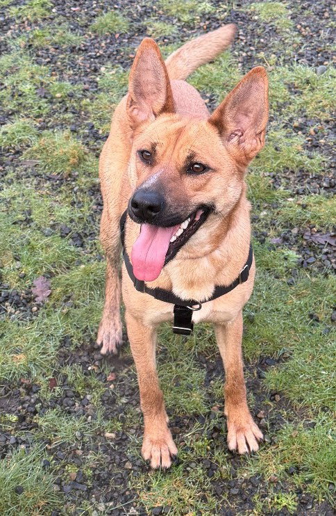picture of the dog needing adoption