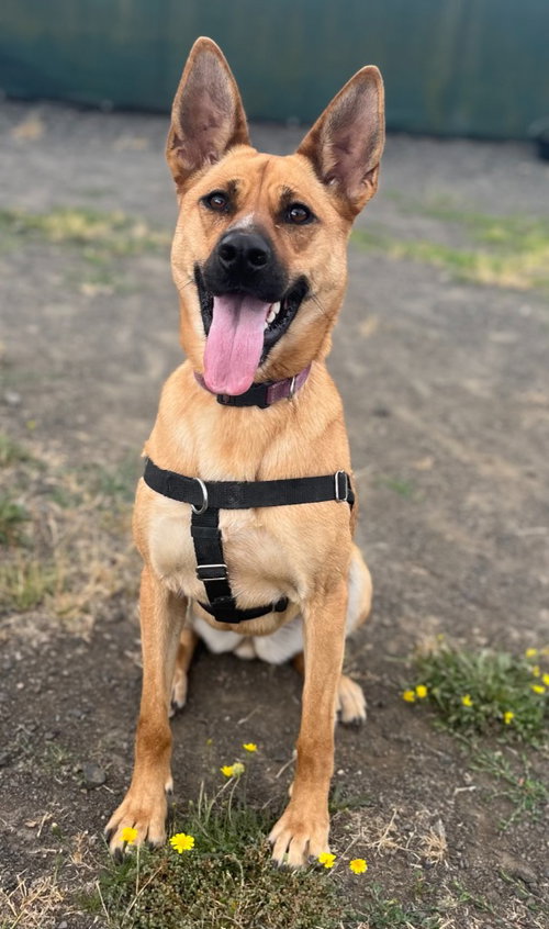 Maggie, an adoptable Belgian Shepherd Malinois in St Helens, OR