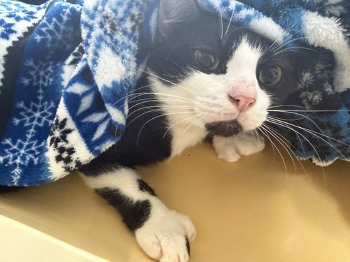 picture of the cat needing adoption