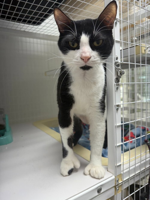 Baldwin, an adoptable Domestic Short Hair in St Helens, OR