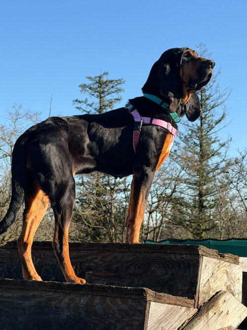 picture of the dog needing adoption