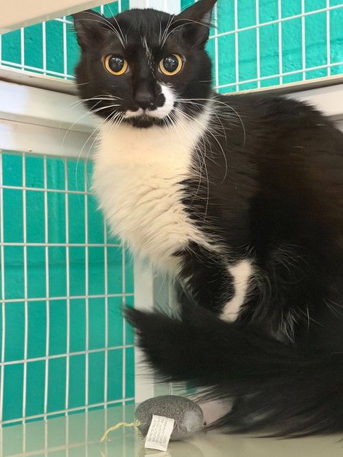 Bora, an adoptable Domestic Medium Hair in St Helens, OR