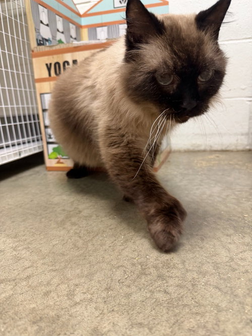 picture of the cat needing adoption