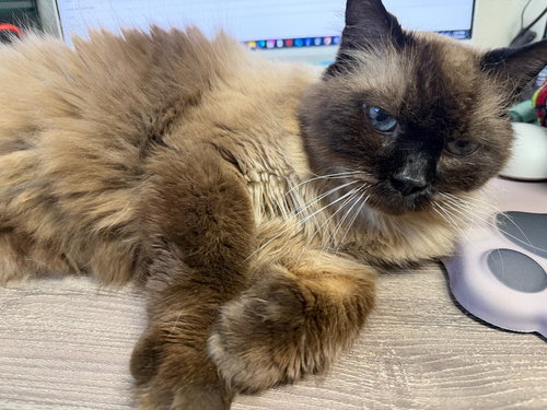 picture of the cat needing adoption