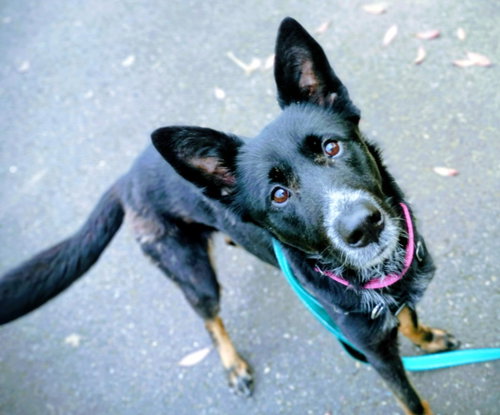 picture of the dog needing adoption