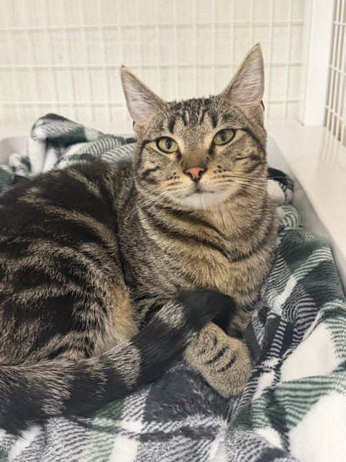 picture of the cat needing adoption