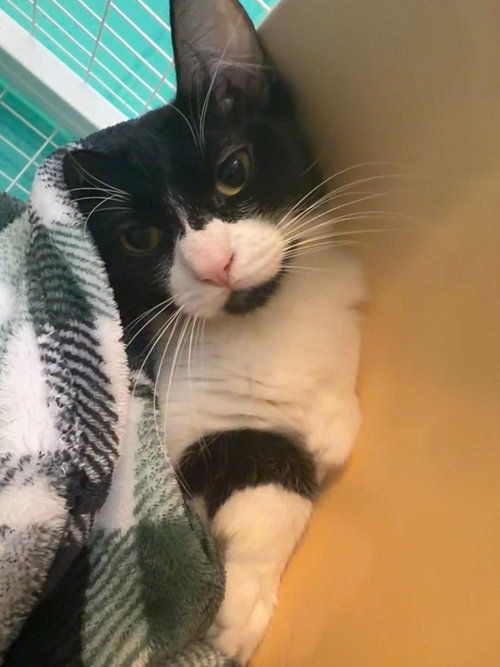 Burma, an adoptable Domestic Short Hair in St Helens, OR