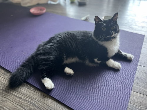 Burma, Domestic Short Hair / Mixed