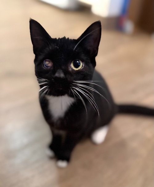 picture of the cat needing adoption