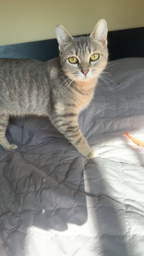 Maple, an adoptable Domestic Short Hair in St Helens, OR