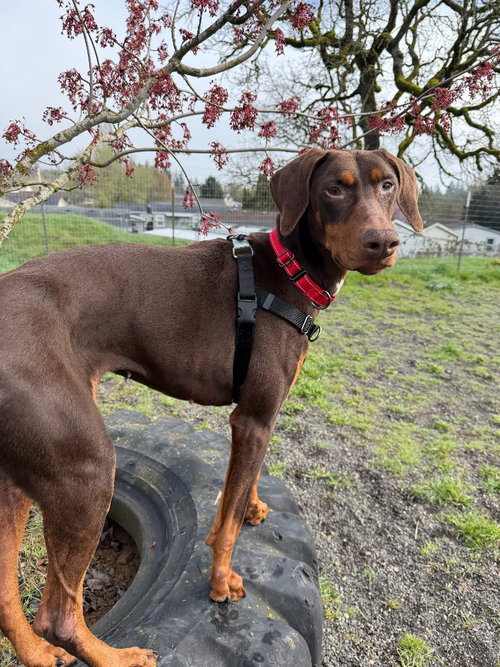 picture of the dog needing adoption