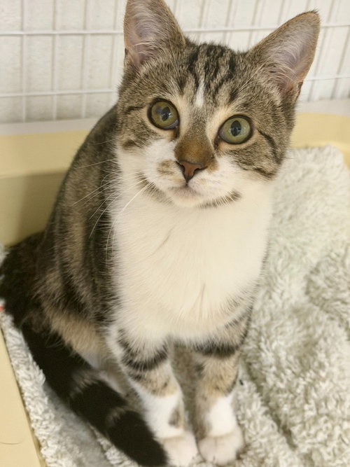 picture of the cat needing adoption