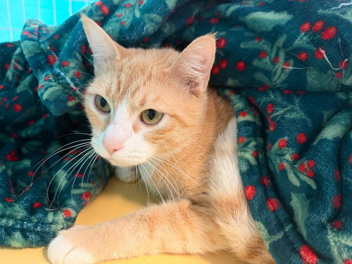 Belize, an adoptable Domestic Short Hair in St Helens, OR