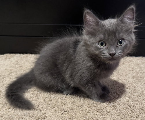 26-05 Eddie, an adoptable Domestic Long Hair in St Helens, OR