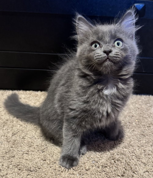 26-05 Eleven, an adoptable Domestic Long Hair in St Helens, OR