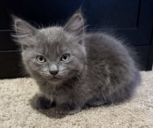26-05 Enzo, an adoptable Domestic Long Hair in St Helens, OR