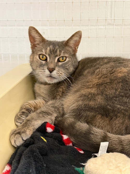Helen 14-35, Senior Domestic Short Hair / Mixed, cat for adoption in Lake Oswego, Oregon
