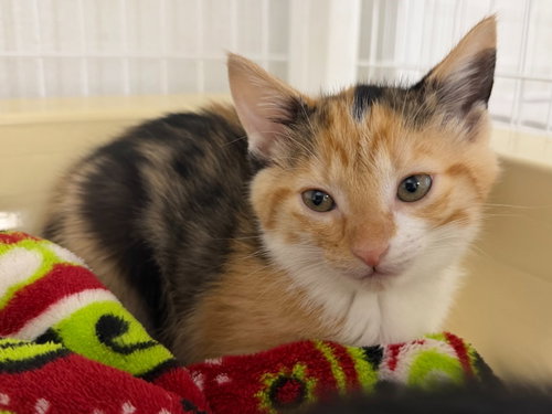 26-06 Ferrari, an adoptable Domestic Short Hair in St Helens, OR