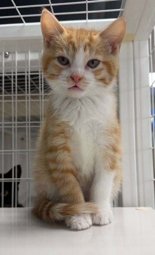 26-06 Ford, an adoptable Domestic Short Hair in St Helens, OR