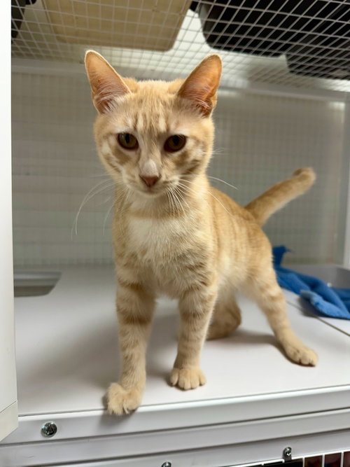 Thomas, an adoptable Domestic Short Hair in St Helens, OR