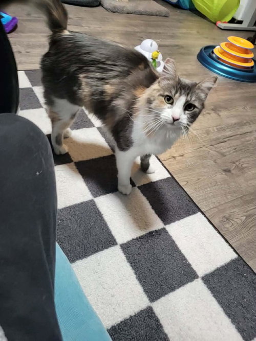 Gal Friday, an adoptable Domestic Medium Hair in St Helens, OR