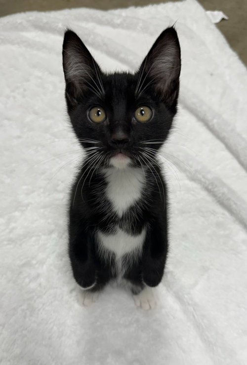 26-07 Glamour, an adoptable Domestic Short Hair in St Helens, OR