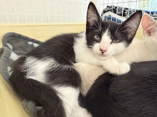 26-07 Glitz, Baby Domestic Short Hair / Mixed, cat for adoption in Lake Oswego, Oregon