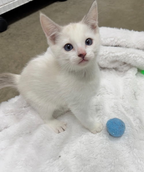 26-07 Glow, an adoptable Domestic Short Hair in St Helens, OR