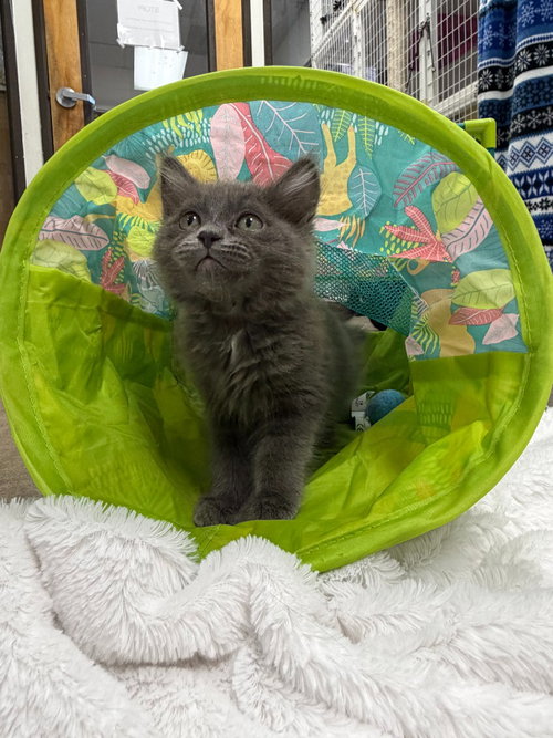 26-08 Havoc, an adoptable Domestic Long Hair in St Helens, OR