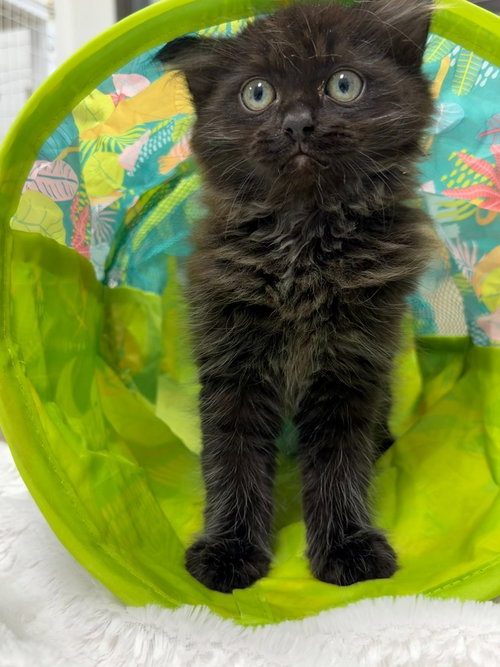 26-08 Hodgepodge, an adoptable Domestic Long Hair in St Helens, OR