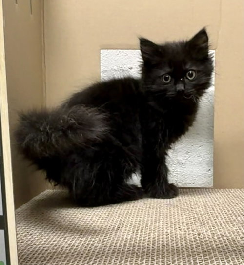 26-08 Hotshot, an adoptable Domestic Long Hair in St Helens, OR