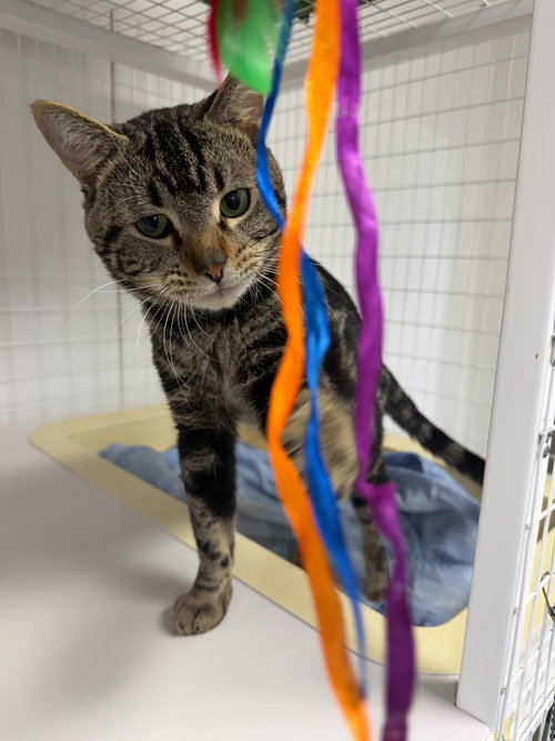 Summit, an adoptable Domestic Short Hair in St Helens, OR