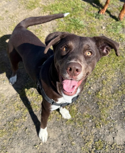 picture of the dog needing adoption